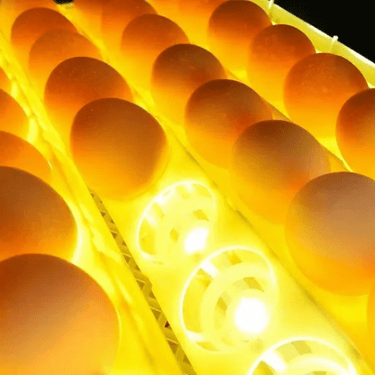 Premium Egg Incubator Automatic Chicken Quail Egg Hatcher 24 Eggs - Homvista